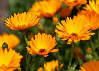 11 of the Best Fall Annuals to Plant in the South