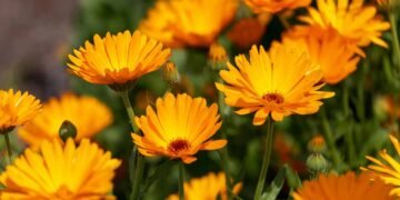 11 of the Best Fall Annuals to Plant in the South