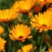11 of the Best Fall Annuals to Plant in the South