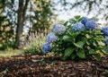 15 Risky Plants to Keep Away From Hydrangeas (and the Real Reason Why) 15 Risky Plants to Keep Away From Hydrangeas (and the Real Reason Why)