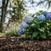 15 Risky Plants to Keep Away From Hydrangeas (and the Real Reason Why)