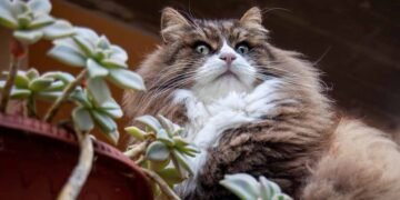15 of the Best Pet-Safe, Nontoxic Succulents (and 9 to Avoid)