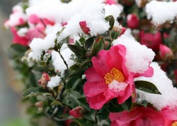 25 of the Best Winter Flowers for Your Garden