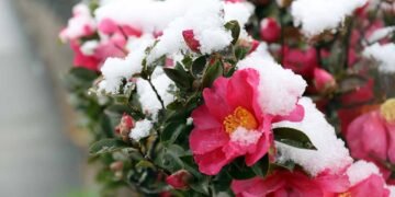 25 of the Best Winter Flowers for Your Garden