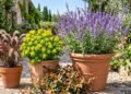 3 Ways To Protect Container Plants Before The First Frost