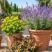 3 Ways To Protect Container Plants Before The First Frost