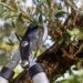 5 ways to reuse plant clippings in your garden this autumn 5 ways to reuse plant clippings in your garden this autumn