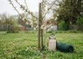 6 Fruit Trees Beginners Should Skip (and Easier Swaps) 6 Fruit Trees Beginners Should Skip (and Easier Swaps)
