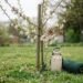 6 Fruit Trees Beginners Should Skip (and Easier Swaps)