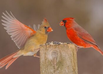 7 Kitchen Scraps to Save for Backyard Birds This Fall