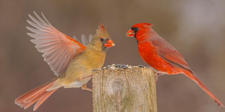 7 Kitchen Scraps to Save for Backyard Birds This Fall