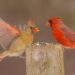 7 Kitchen Scraps to Save for Backyard Birds This Fall