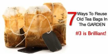 7 Ways To Reuse Old Used Tea Bags In The Garden, #3 Brilliant! 7 Ways To Reuse Old Used Tea Bags In The Garden, #3 Brilliant!
