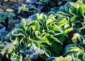 7 of the Best Hardy Salad Greens for Winter Gardens