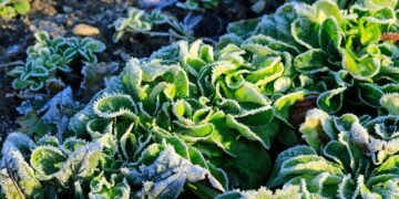 7 of the Best Hardy Salad Greens for Winter Gardens 7 of the Best Hardy Salad Greens for Winter Gardens