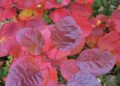 ‘Grace’ smokebush
