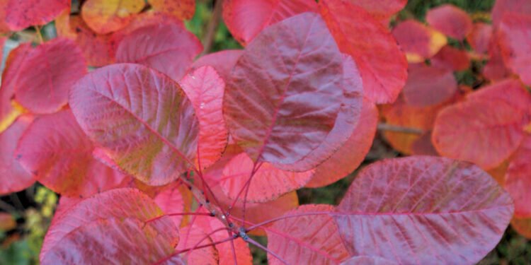 ‘Grace’ smokebush