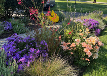 A Front Garden Designed for Fall Color