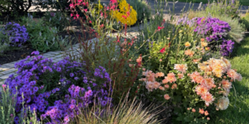 A Front Garden Designed for Fall Color