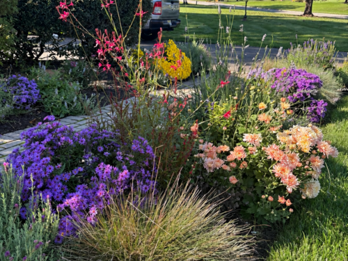 A Front Garden Designed for Fall Color
