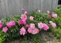 A Glimpse of Peony Season in Montana