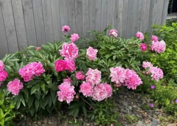 A Glimpse of Peony Season in Montana