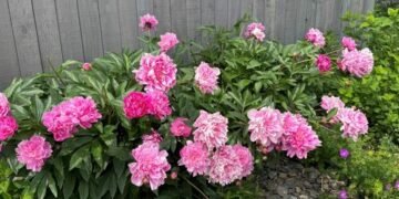 A Glimpse of Peony Season in Montana A Glimpse of Peony Season in Montana