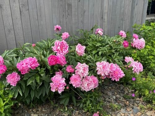 A Glimpse of Peony Season in Montana