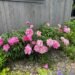 A Glimpse of Peony Season in Montana