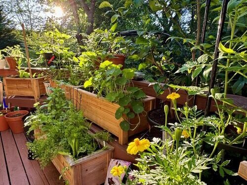 A Little Bit of Everything in Christine’s Deck Garden