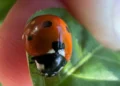 Arizona’s Beneficial Insects Through the Seasons