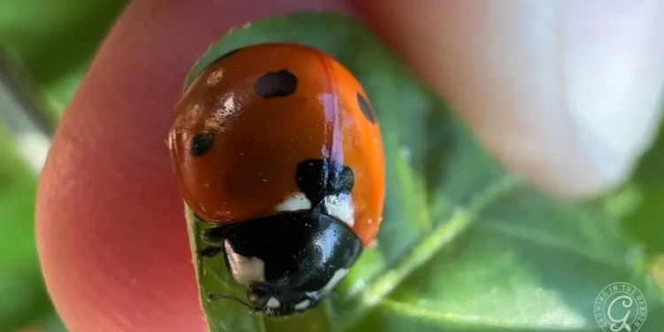 Arizona’s Beneficial Insects Through the Seasons