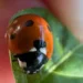 Arizona’s Beneficial Insects Through the Seasons