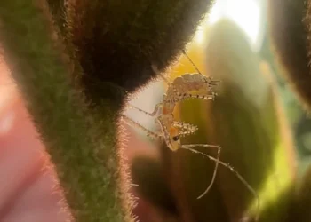 Assassin Bugs in the Garden: Identification and Benefits