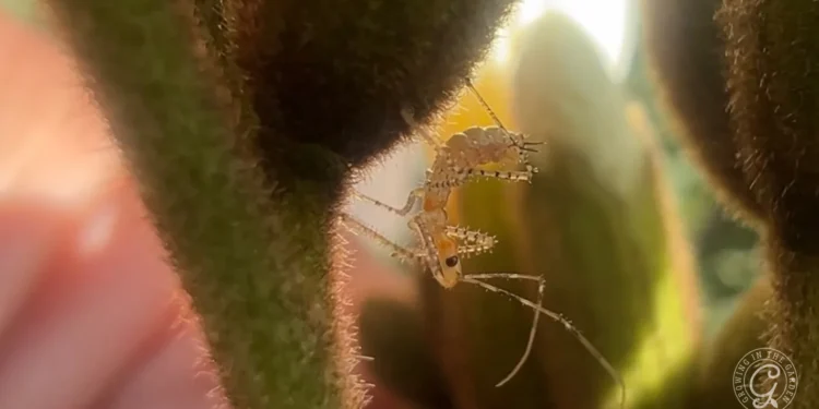 Assassin Bugs in the Garden: Identification and Benefits