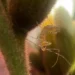 Assassin Bugs in the Garden: Identification and Benefits Assassin Bugs in the Garden: Identification and Benefits