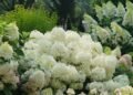 Brian Minter: How these big, blooming hydrangeas have taken the gardening world by storm Brian Minter: How these big, blooming hydrangeas have taken the gardening world by storm