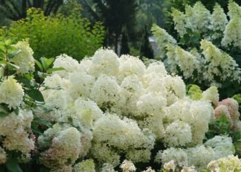 Brian Minter: How these big, blooming hydrangeas have taken the gardening world by storm