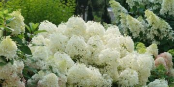 Brian Minter: How these big, blooming hydrangeas have taken the gardening world by storm Brian Minter: How these big, blooming hydrangeas have taken the gardening world by storm