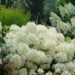 Brian Minter: How these big, blooming hydrangeas have taken the gardening world by storm Brian Minter: How these big, blooming hydrangeas have taken the gardening world by storm
