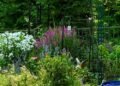 Colorful Summer Plant Combinations in Dot’s Pennsylvania Garden