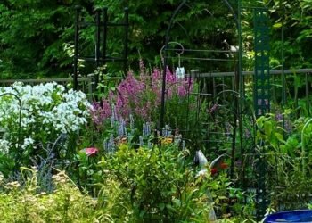 Colorful Summer Plant Combinations in Dot’s Pennsylvania Garden