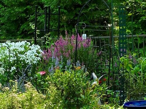 Colorful Summer Plant Combinations in Dot’s Pennsylvania Garden