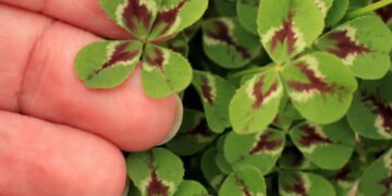 Common Garden Superstitions and Their Origins