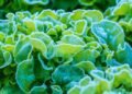Do You Need to Protect Lettuce from Frost in the Garden? Do You Need to Protect Lettuce from Frost in the Garden?