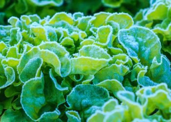Do You Need to Protect Lettuce from Frost in the Garden?