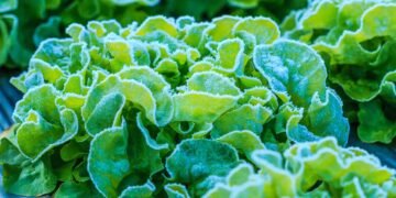 Do You Need to Protect Lettuce from Frost in the Garden?