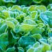 Do You Need to Protect Lettuce from Frost in the Garden?