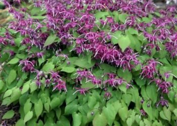 Drought-Tolerant Perennials for Mid-Atlantic Gardens