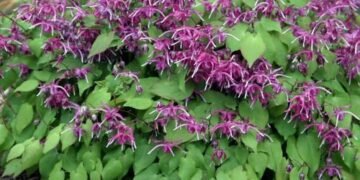 Drought-Tolerant Perennials for Mid-Atlantic Gardens